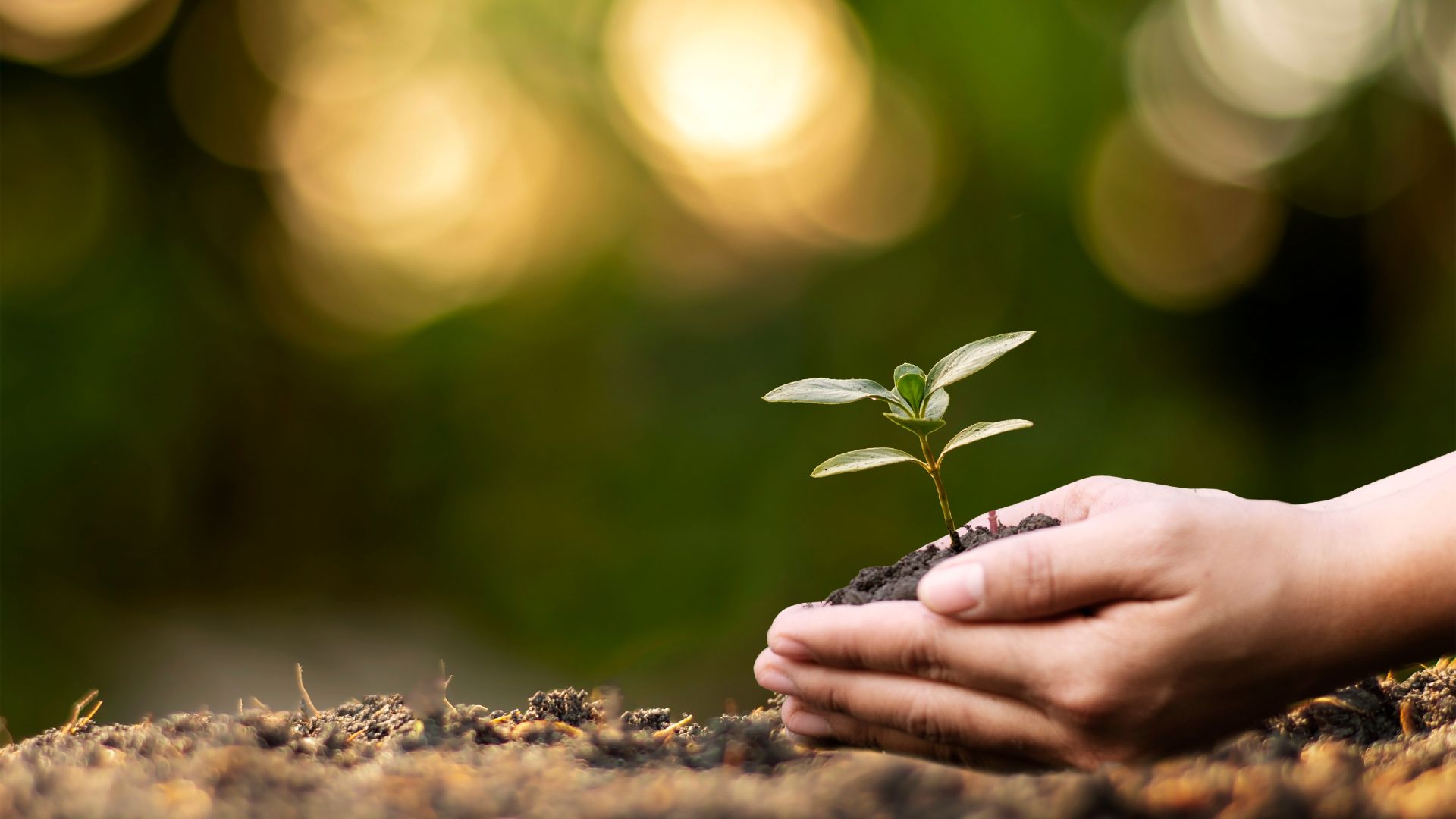 Gratitude and compassion spiritual awakening